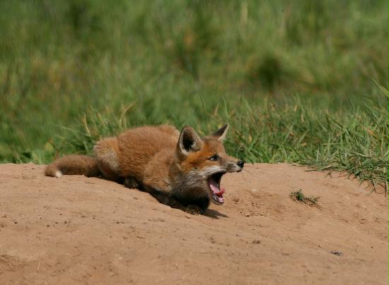 Fox <i>Vulpes vulpes</i>